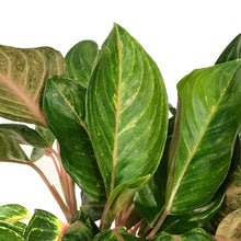 Load image into Gallery viewer, Aglaonema, 8in, Red Emerald