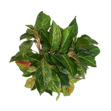 Load image into Gallery viewer, Aglaonema, 8in, Red Emerald