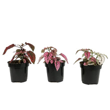 Load image into Gallery viewer, Hypoestes, 4in, Polka Dot Plant