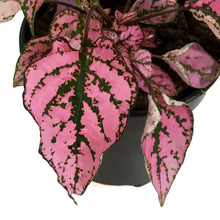 Load image into Gallery viewer, Hypoestes, 4in, Polka Dot Plant