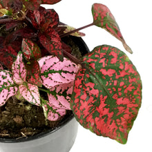 Load image into Gallery viewer, Hypoestes, 4in, Polka Dot Plant