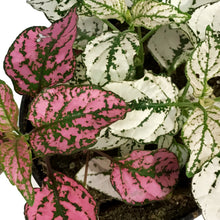 Load image into Gallery viewer, Hypoestes, 4in, Polka Dot Plant