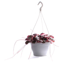 Load image into Gallery viewer, Strawberry Begonia, 7.5in HB, Variegated