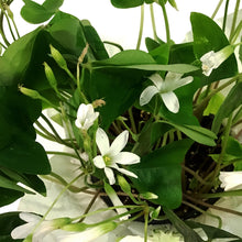 Load image into Gallery viewer, Oxalis St. Patrick's Planter, 4in, with Pot Cover