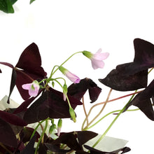 Load image into Gallery viewer, Oxalis St. Patrick's Planter, 4in, with Pot Cover