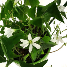 Load image into Gallery viewer, Oxalis St. Patrick's Planter, 4in, Light Green Pot