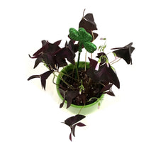 Load image into Gallery viewer, Oxalis St. Patrick's Planter, 4in, Light Green Pot