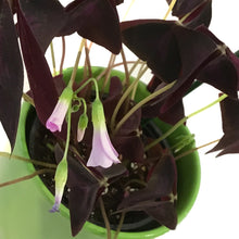 Load image into Gallery viewer, Oxalis St. Patrick's Planter, 4in, Light Green Pot