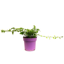 Load image into Gallery viewer, Bougainvillea, 7.5in, Assorted (Unknown) Colours