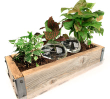 Load image into Gallery viewer, Water From a Stone Watering Globe, Set of 2