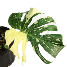 Load image into Gallery viewer, Monstera, 10in, Thai Constellation,