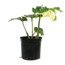 Load image into Gallery viewer, Monstera, 10in, Thai Constellation,