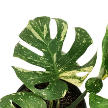 Load image into Gallery viewer, Monstera, 10in, Thai Constellation,