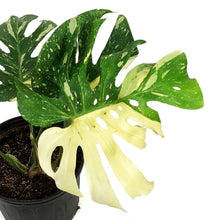 Load image into Gallery viewer, Monstera, 10in, Thai Constellation,
