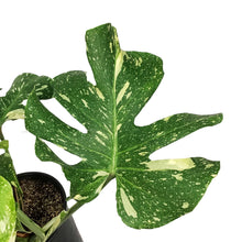 Load image into Gallery viewer, Monstera, 10in, Thai Constellation, Type 2