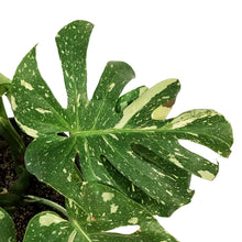 Load image into Gallery viewer, Monstera, 10in, Thai Constellation, Type 2