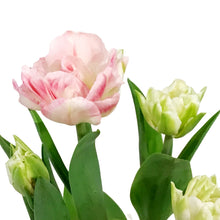 Load image into Gallery viewer, Double Tulip, 7.5in, Planted Bulb, Assort. Colours