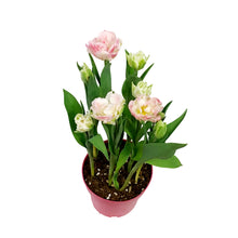 Load image into Gallery viewer, Double Tulip, 7.5in, Planted Bulb, Assort. Colours