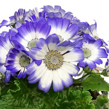 Load image into Gallery viewer, Cineraria, 4in, Easter Metal Pot, Asst.
