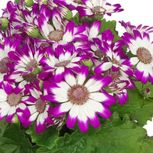 Load image into Gallery viewer, Cineraria, 4in, Easter Metal Pot, Asst.
