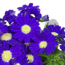 Load image into Gallery viewer, Cineraria, 4in, Easter Metal Pot, Asst.