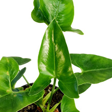 Load image into Gallery viewer, Philodendron, 4in, Goeldii