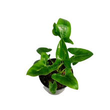Load image into Gallery viewer, Philodendron, 4in, Goeldii