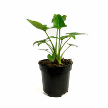 Load image into Gallery viewer, Philodendron, 4in, Goeldii