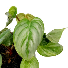 Load image into Gallery viewer, Philodendron, 4in, Sodiroi