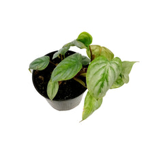 Load image into Gallery viewer, Philodendron, 4in, Sodiroi