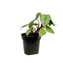 Load image into Gallery viewer, Philodendron, 4in, Sodiroi