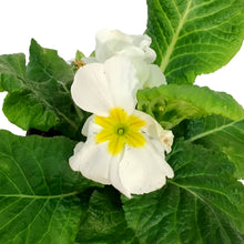 Load image into Gallery viewer, Primula Acaulis, 4in, Assorted Colours