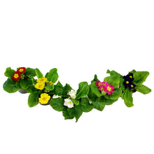 Load image into Gallery viewer, Primula Acaulis, 4in, Assorted Colours