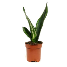 Load image into Gallery viewer, Sansevieria, 4in, Black Dragon