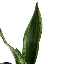 Load image into Gallery viewer, Sansevieria, 4in, Black Dragon