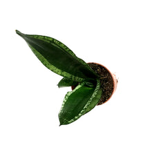 Load image into Gallery viewer, Sansevieria, 4in, Black Dragon