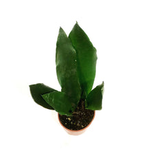 Load image into Gallery viewer, Sansevieria, 4in, Sword