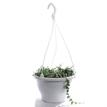 Load image into Gallery viewer, String of Nickels, 7.5in HB, Dischidia nummularia