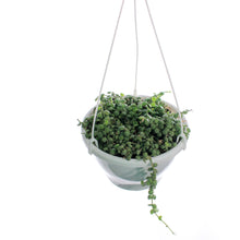 Load image into Gallery viewer, String of Nickels, 7.5in HB, Dischidia nummularia