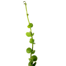 Load image into Gallery viewer, String of Nickels, 7.5in HB, Dischidia nummularia