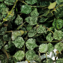 Load image into Gallery viewer, Hoya, 7in HB, Curtisii