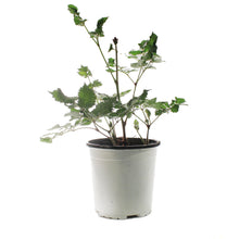 Load image into Gallery viewer, Astilbe, 1 gal, Hot Pearls