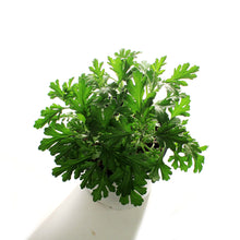 Load image into Gallery viewer, Chrysanthemum, 1 gal, Mammoth Lavender Daisy