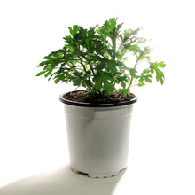 Load image into Gallery viewer, Chrysanthemum, 1 gal, Mammoth Lavender Daisy