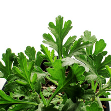 Load image into Gallery viewer, Chrysanthemum, 1 gal, Mammoth Lavender Daisy