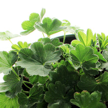 Load image into Gallery viewer, Chrysanthemum, 1 gal, Mammoth Red Daisy