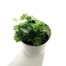 Load image into Gallery viewer, Chrysanthemum, 1 gal, Mammoth Red Daisy