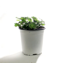 Load image into Gallery viewer, Chrysanthemum, 1 gal, Mammoth Red Daisy