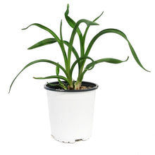 Load image into Gallery viewer, Hemerocallis, 1 gal, Band of Fire