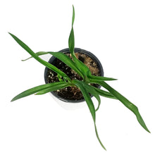 Load image into Gallery viewer, Hemerocallis, 1 gal, Band of Fire